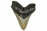 Serrated, Fossil Megalodon Tooth - North Carolina #245837-1